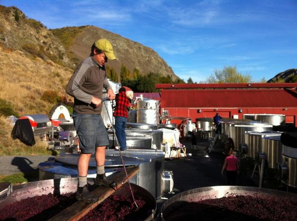 Gibbston Valley Winemaker Matt Swirtz inspects the 2013 Pinot Noir grape fermentation  